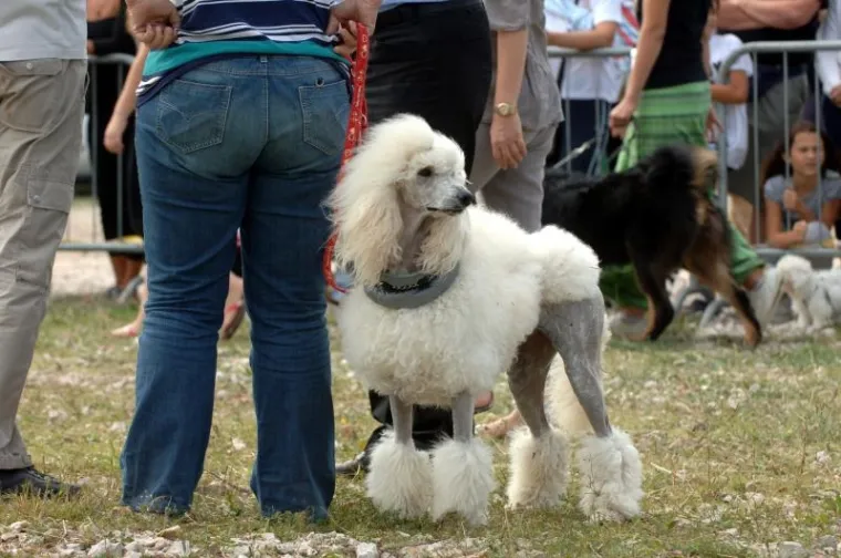 PXL revija pasa, pas PXL revija pasa, pas