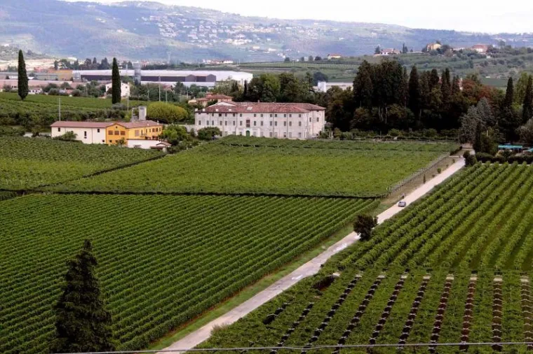 Brangelina Brangelina