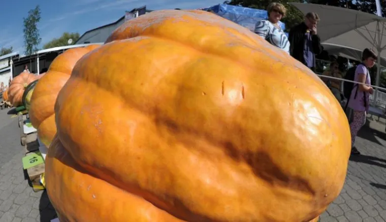 PXL bundeve Goleme bundeve