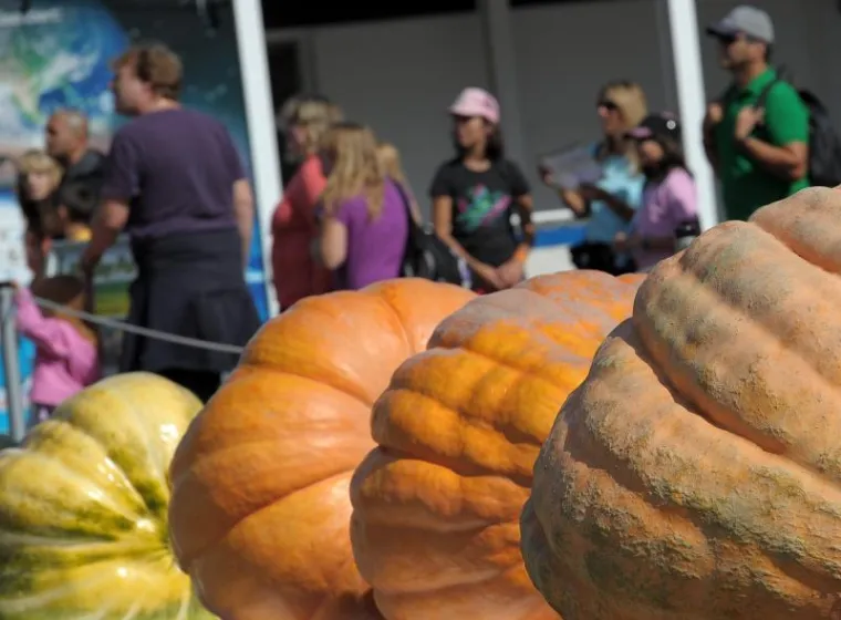 PXL bundeve Goleme bundeve