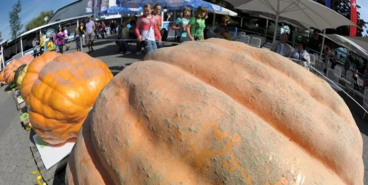 PXL bundeve Goleme bundeve