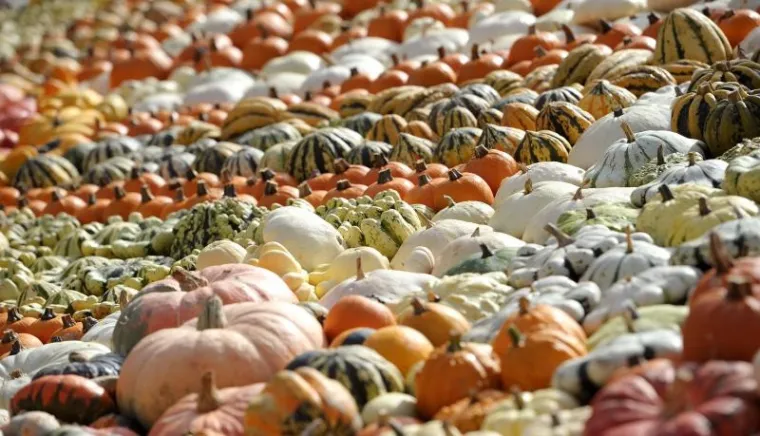 PXL bundeve Goleme bundeve