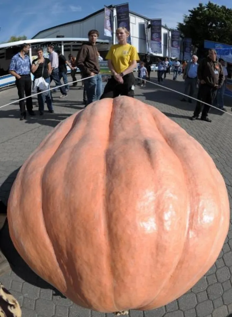 PXL bundeve Goleme bundeve