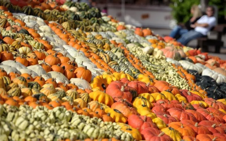 PXL bundeve Goleme bundeve