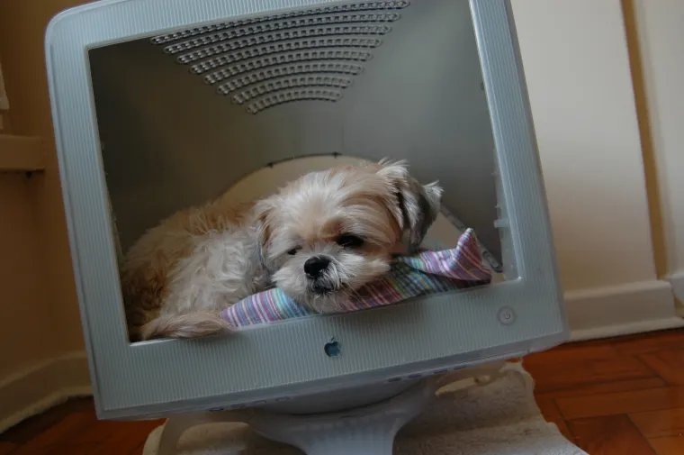 pas mačka monitor Kujica Zelda dijeli monitor mačkama