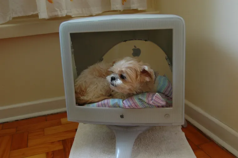 pas mačka monitor Kujica Zelda dijeli monitor mačkama