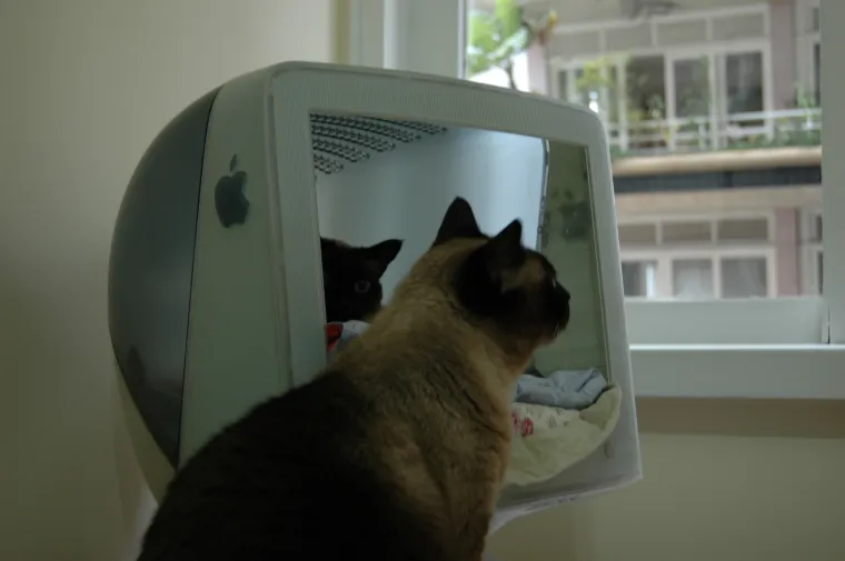 pas mačka monitor Kujica Zelda dijeli monitor mačkama