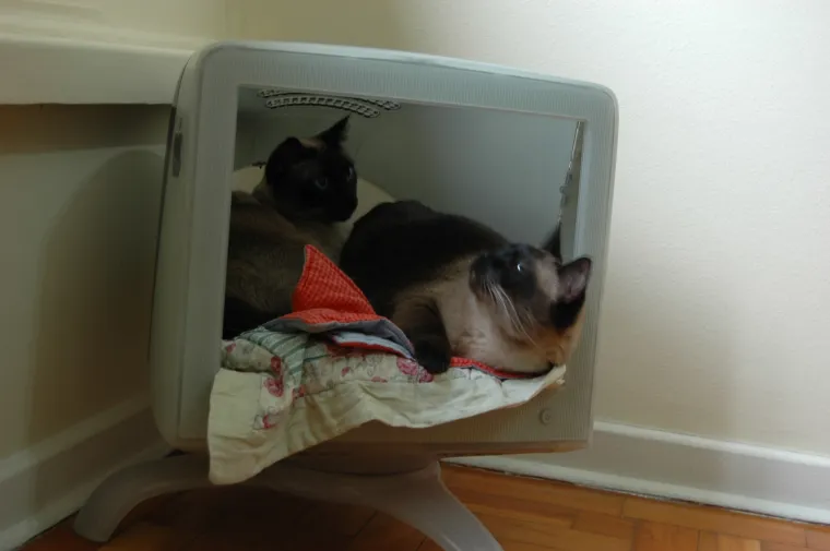 pas mačka monitor Kujica Zelda dijeli monitor mačkama