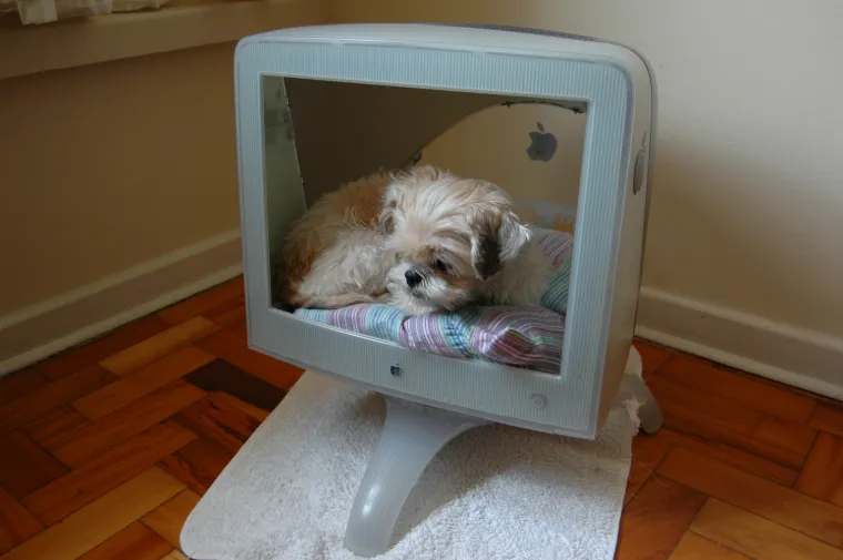 pas mačka monitor Kujica Zelda dijeli monitor mačkama