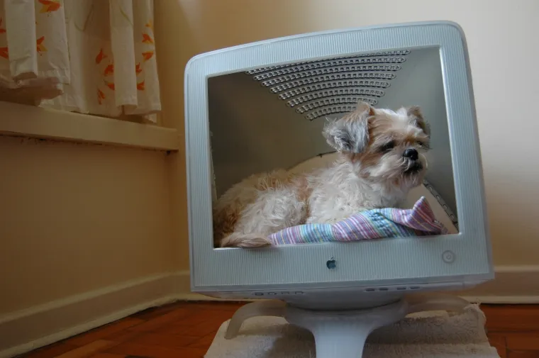 pas mačka monitor Kujica Zelda dijeli monitor mačkama