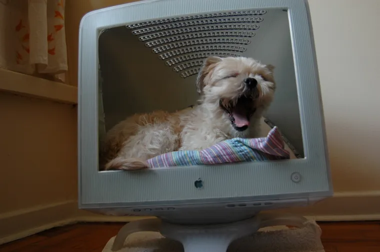 pas mačka monitor Kujica Zelda dijeli monitor mačkama