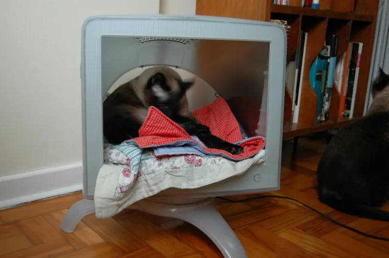 pas mačka monitor Kujica Zelda dijeli monitor mačkama