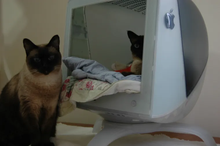 pas mačka monitor Kujica Zelda dijeli monitor mačkama