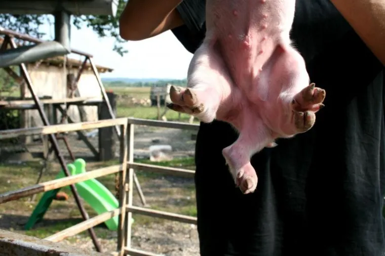 PXL prase Praščić šest nogu