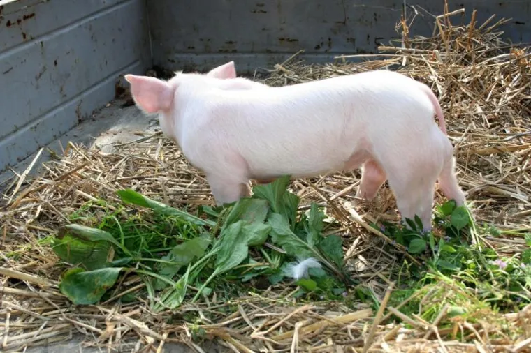 PXL prase Praščić šest nogu