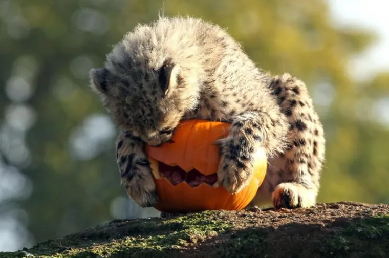 PXL gepardi bundeve PXL gepardi bundeve