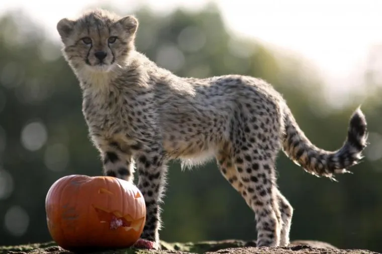 PXL gepardi bundeve PXL gepardi bundeve