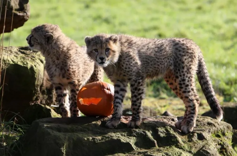 PXL gepardi bundeve PXL gepardi bundeve