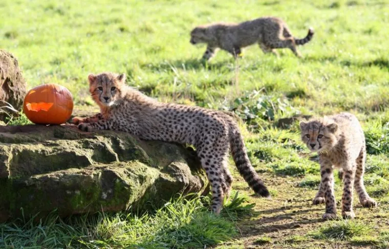 PXL gepardi bundeve PXL gepardi bundeve