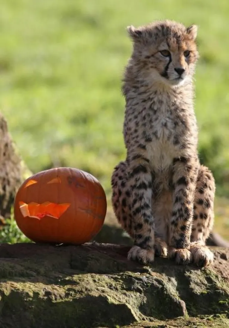 PXL gepardi bundeve PXL gepardi bundeve