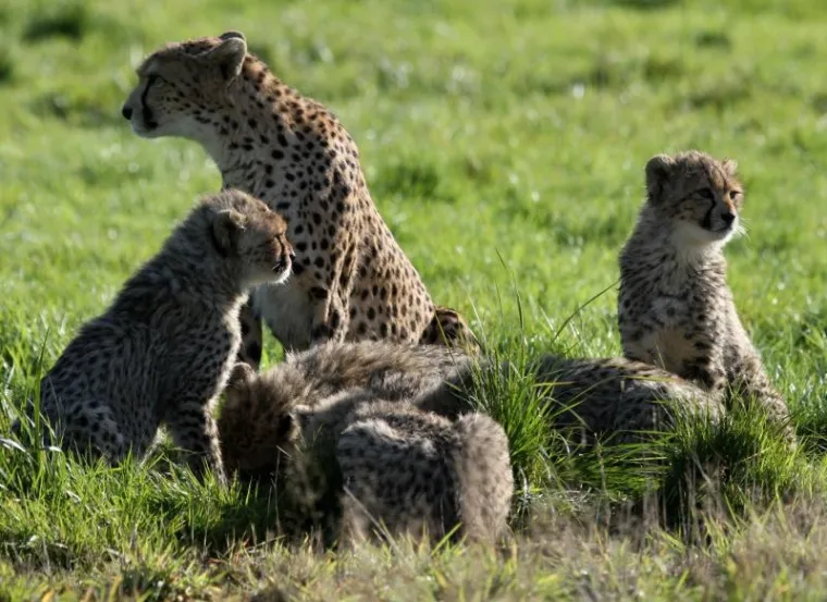 PXL gepardi bundeve PXL gepardi bundeve