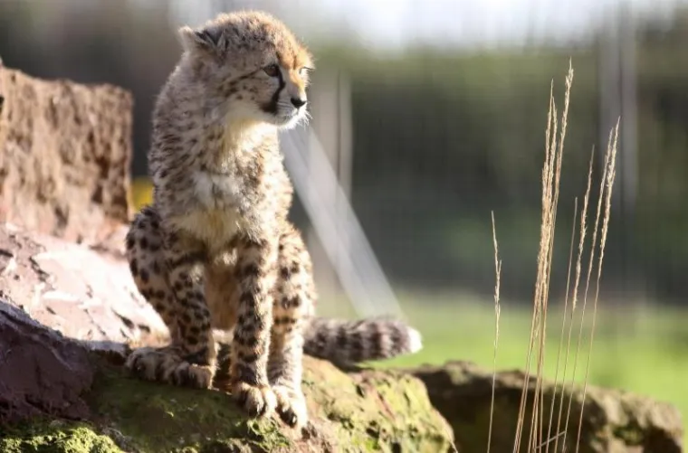 PXL gepardi bundeve PXL gepardi bundeve