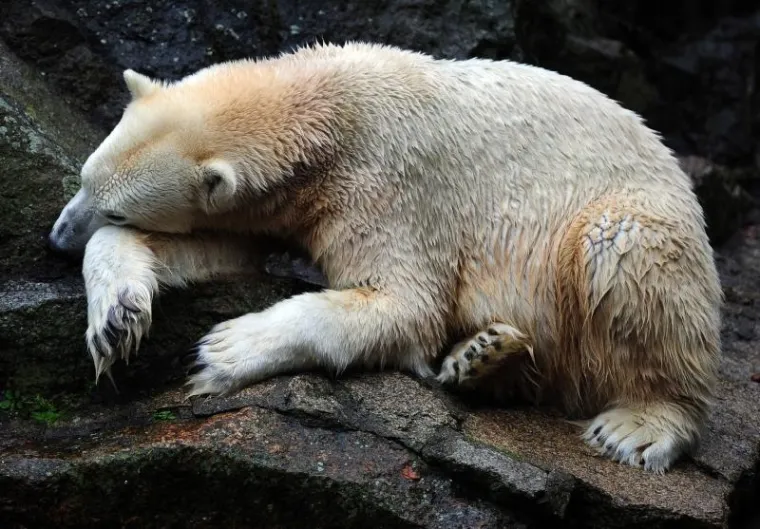 PXL medvjed knut PXL medvjed knut