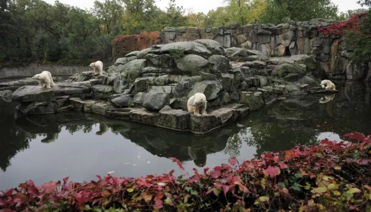 PXL medvjed knut PXL medvjed knut