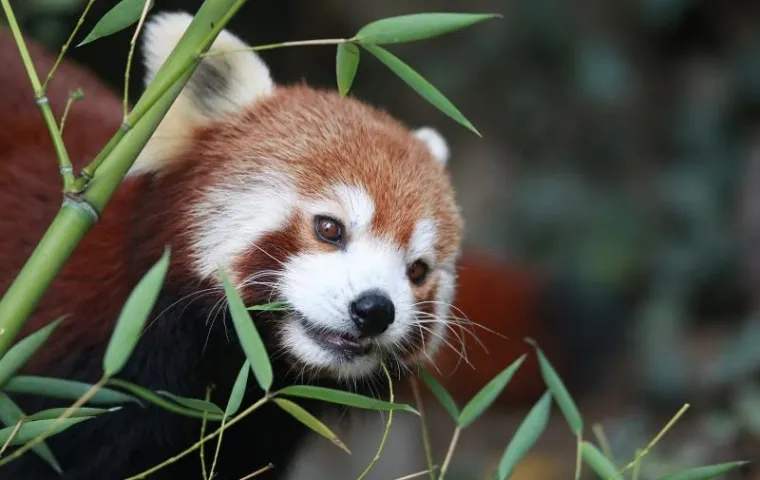 PXL crvena panda PXL crvena panda