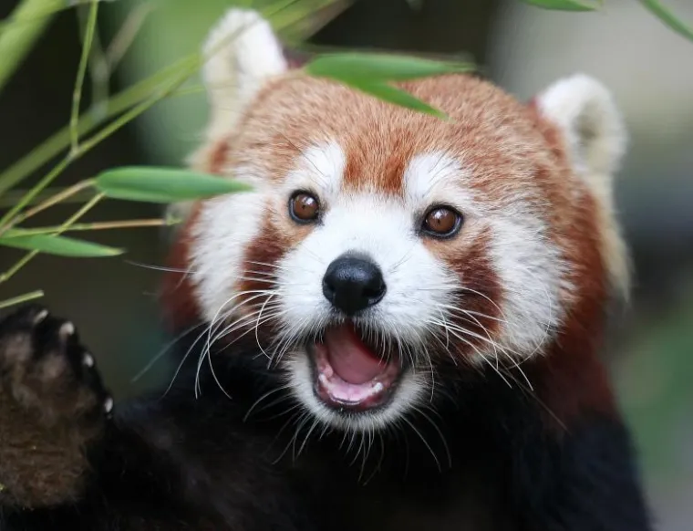 PXL crvena panda PXL crvena panda