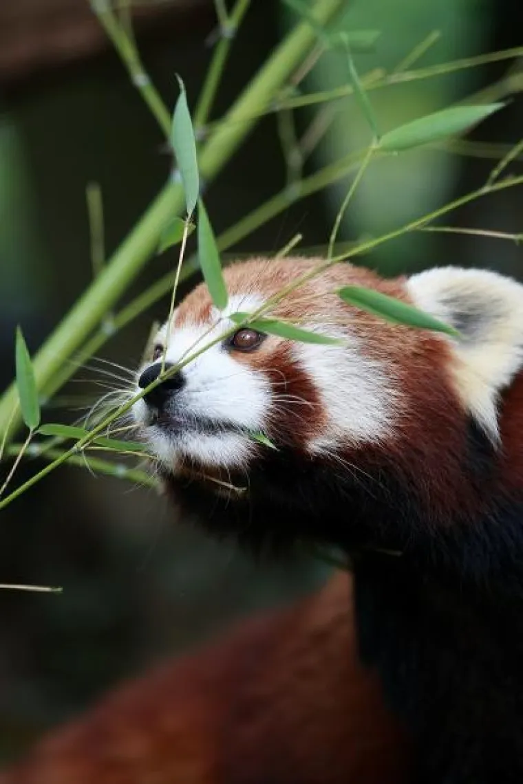 PXL crvena panda PXL crvena panda