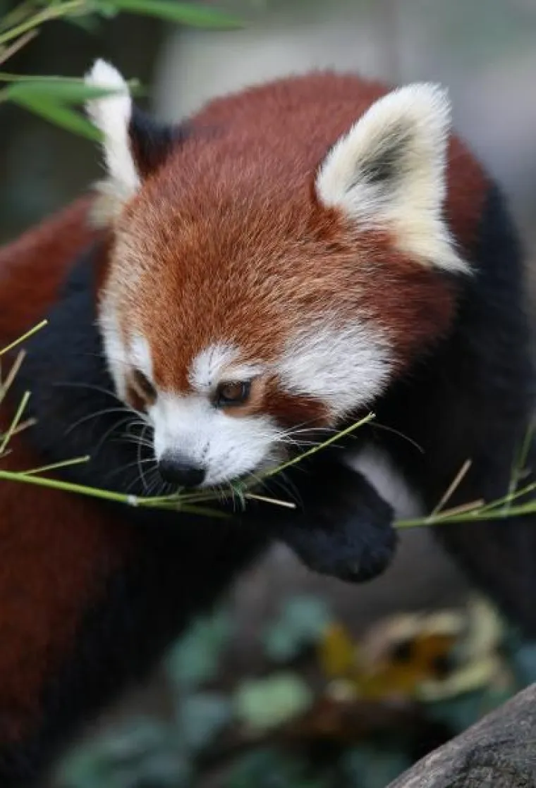 PXL crvena panda PXL crvena panda