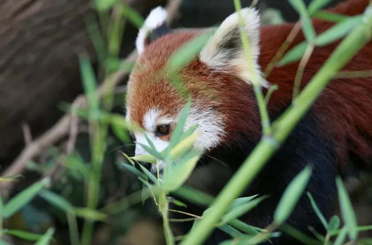 PXL crvena panda PXL crvena panda