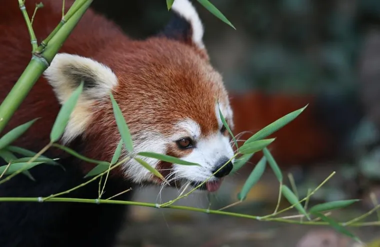 PXL crvena panda PXL crvena panda