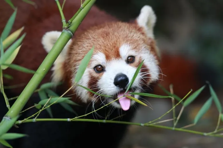 PXL crvena panda PXL crvena panda