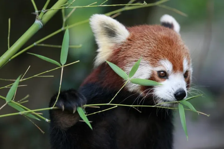 PXL crvena panda PXL crvena panda