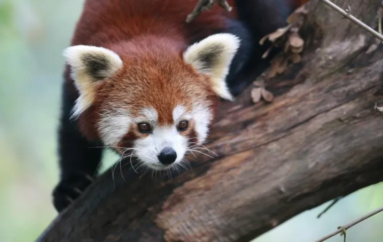 PXL crvena panda PXL crvena panda