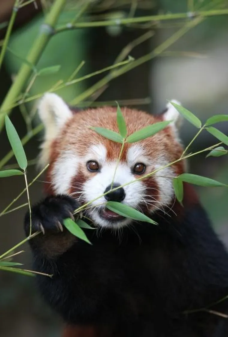 PXL crvena panda PXL crvena panda