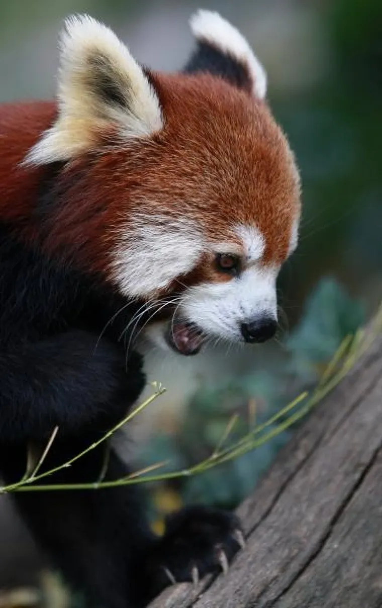 PXL crvena panda PXL crvena panda