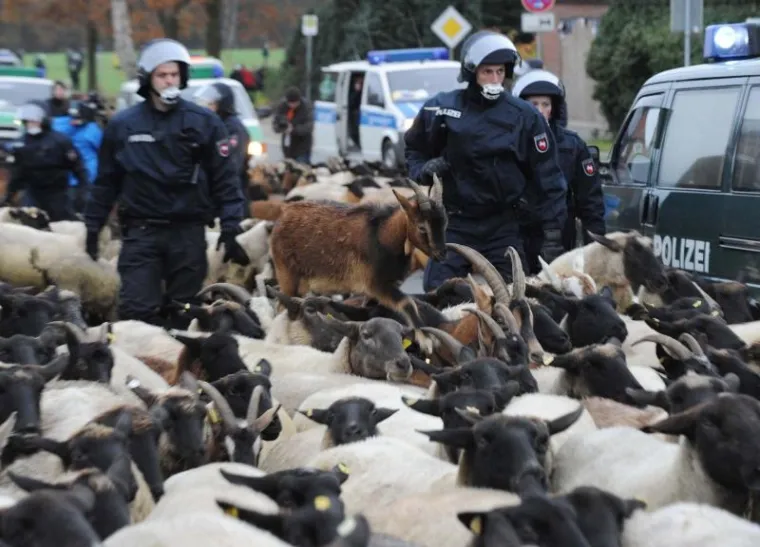 PXL - ovce, otpad PXL ovce, otpad