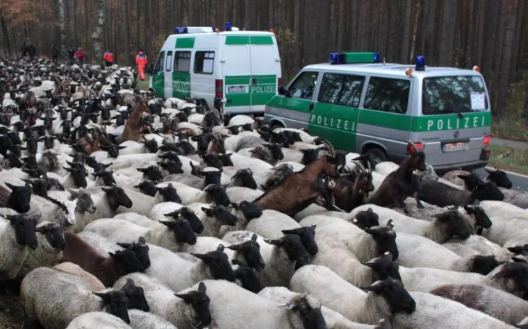 PXL - ovce, otpad PXL ovce, otpad