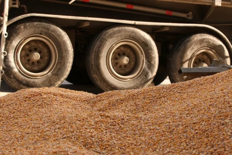 PXL kukuruz obrovac PXL kukuruz obrovac