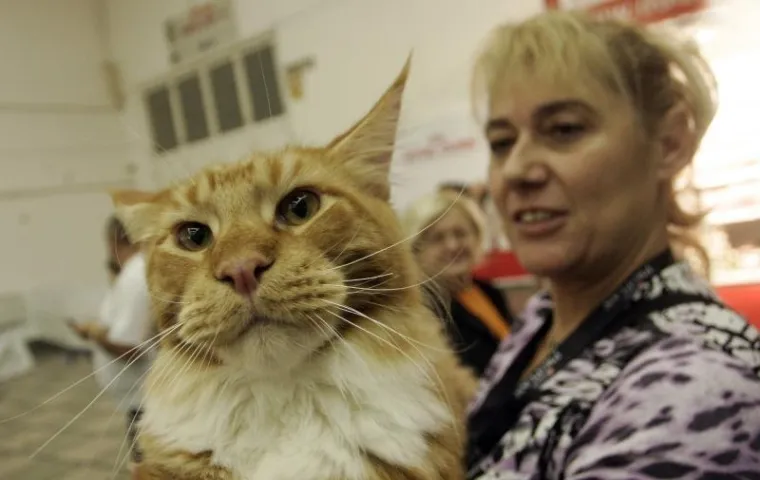 PXL mačke velesajam PXL mačke velesajam