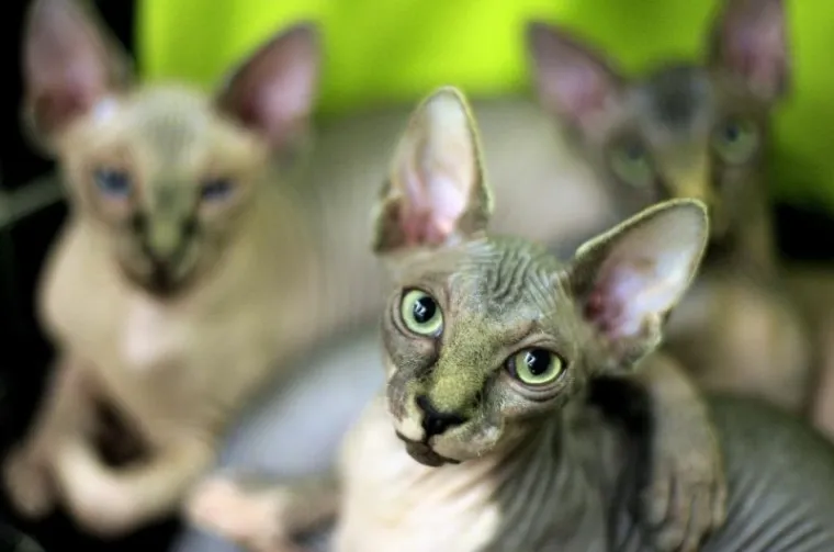 PXL mačke velesajam PXL mačke velesajam