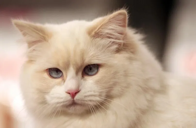 PXL mačke velesajam PXL mačke velesajam