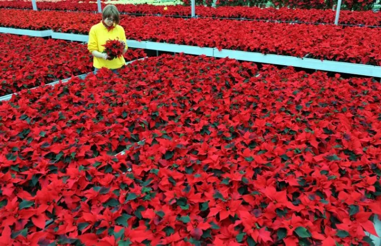 PXL - Božić, Njemačka PXL Božić, Njemačka