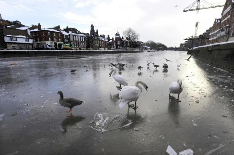 PXL labudovi led PXL labudovi led