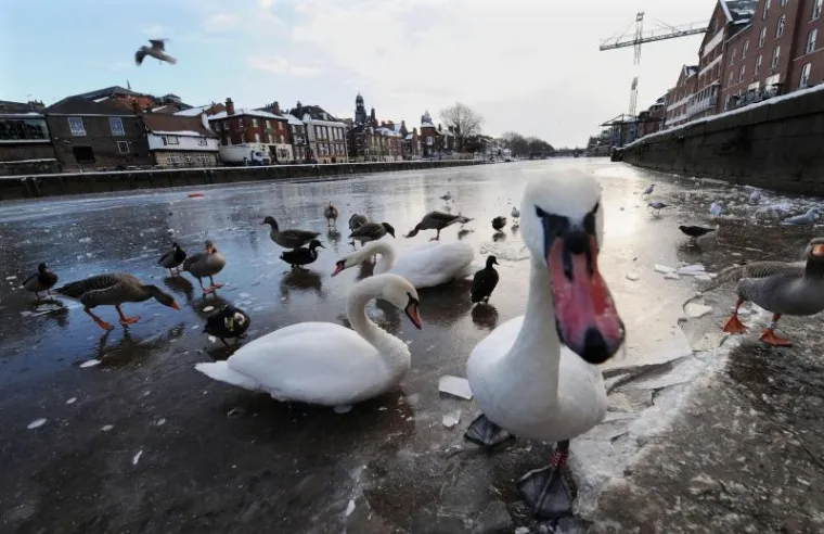 PXL labudovi led PXL labudovi led