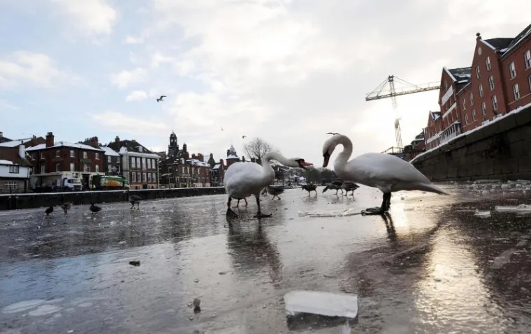 PXL labudovi led PXL labudovi led