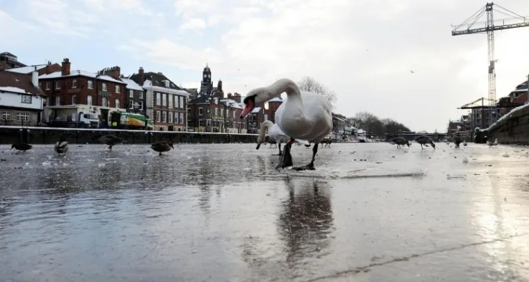 PXL labudovi led PXL labudovi led